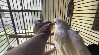 Dodi Cockatoo is happy to be back from Birdie Boarding.