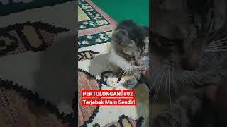 TERJEBAK MAINAN SENDIRI #02 #shorts #kucing #kucinglucu #kucingimut #kucingkampung #istanalokajaya