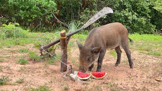 Best Creative Wild Pig Trap Using Big Knife #animaltrap #shortvideo