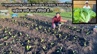 लर्के चौडा रायो सागको रोपाईं | Rayo Saag | Giant Mustard Greens | Growing Organic Vegetables| Nepali