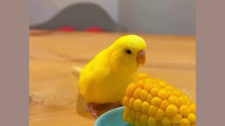 Bird:Corn Is the Ultimate Health Booster! #birds #viral #parakeet #parrot