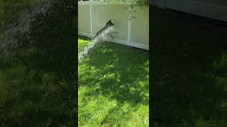 My GSD loves the water hose