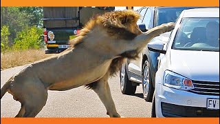 Lions attack tourist cars