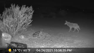 Game Cam - Wile E Showed up