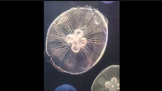 JELLY FISH/Manila Ocean Park