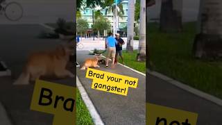 Brad walked em down with dogs on leash #funnyvideo #shorts#viral #trending