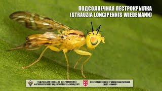 Подсолнечная пестрокрылка (Strauzia longipennis Wiedemann)