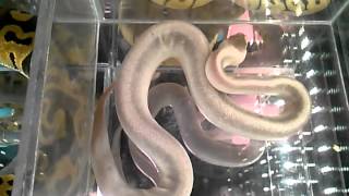 Repticon: Los Angeles 11/24/13 Ball Python Morphs