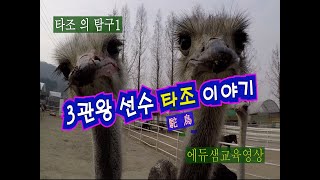 3관왕 선수 타조 이야기