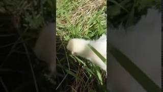 Lil' Snowball, Mr. Snowie & Lady Frizzles First Baby Chick-2 weeks old