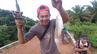 BANYAK IKAN BABON PUTIHAN DI SUNGAI KECIL