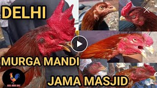 My Farm Update | Aaj jama Masjid Chale Gaye 😊| #aseelmurga #aseel