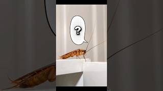 What are Cockroach antennae used for? #insects #cockroach #nature #animals #naturefacts #biology