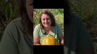 #How to Choose a Pumpkin