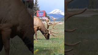 Bull Elk Grazing in Estes Park Colorado