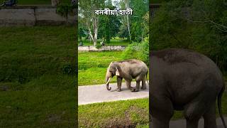 #wildelephant#elephant#assam#ytshorts