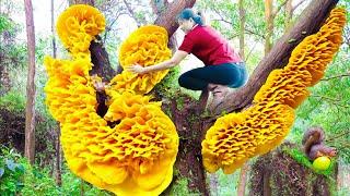 Surviving A Week in the Forest | Harvesting Dyshidrosis Root Goes to Market Sell | Lý Tiểu Luyến