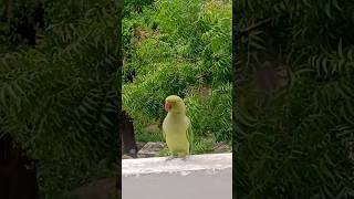 mitthu pad gya soch me #parrot #parrot #cuteparrot #shortsvideo