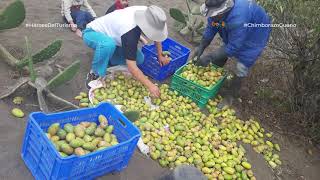 Asociación de Productores de huertos frutales