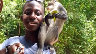 GOING ON A DATE WITH A BABOON @ gedi ruins #Malindi