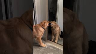 Golden Retriever Meets Reflection for the First Time #shorts #dog