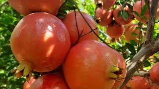 Pomegranate Fruit Suckling Moth