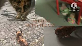 A Video of Mini Clips of Butty the Cat