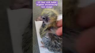 2 week old baby pigeon chick. Stretching her wings.