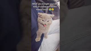 Cat in class #funnyvideo #usacats #catfunny #funny #catsusa #pets #catusa #catvideos #animals