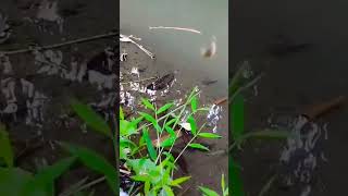 Ini baru mancing SPOT 2detik dapat 2...‼️#shortsviral #mancing #shortsvideo