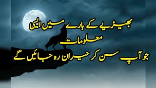 Amazing facts about wolf| Hazrat Nooh and wolf | human vs wolf