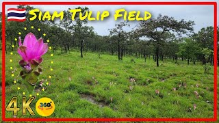 🇹🇭 [360°] Siam Tulip Field on the Mountain of Chaiyaphum 🌷