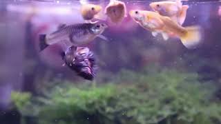 guppy fish eat foods so pretty #2023