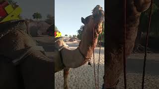 #beautiful #camel #video #viral #