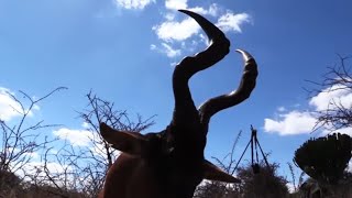 Tracking Red Hartebeest-Giving Back TV