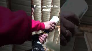 Giving a little help  #lambs #dairysheep #farmlife #farm #lambing #dairysheep