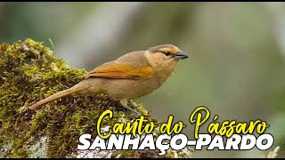 Canto do Pássaro SANHAÇO-PARDO!