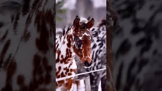 🐴Knabstrupper is a Danish horse breed with an unusual coat color