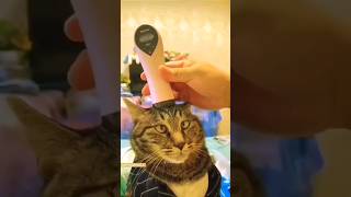 Funny Animals 2023 😂 - Funniest Cats and Dogs video 🐱🐶 #shorts