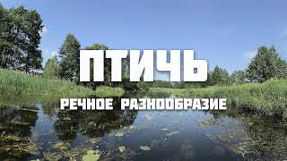 Птичь от истока до устья (ч. 4)