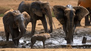 Hyena Elephant Confrontation