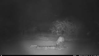 13 September 2024 spotted hyena