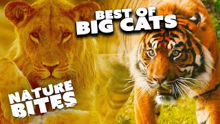 Roaring Wonders: Captivating Big Cat Moments That Will Leave You Breathless | Nature Bites