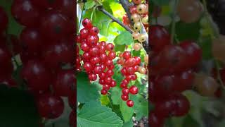 Red Currant | Harvesting Soon | #short #shortvideo #shorts #shortsvideo #video #reels