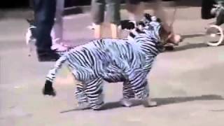 Zebra Dog