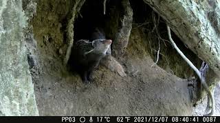 Crab-eating Mongoose Camera Trap Video