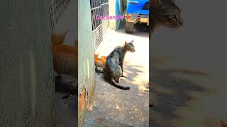 Coolest Cat Family 😻 #shorts #viral #trending #streetcats #cat #meow #pussycat #pets