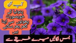 How to Grow and Care Petunia Plant | Care of Petunia Plant|How To Grow Petunia seeds