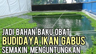 BUDIDAYA IKAN GABUS YANG SEMAKIN MENGUNTUNGKAN KARENA UNTUK BAHAN BAKU PENGOBATAN