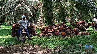 petani jagung petik sawit pula #tanamjagung  #petanimuda #sawit